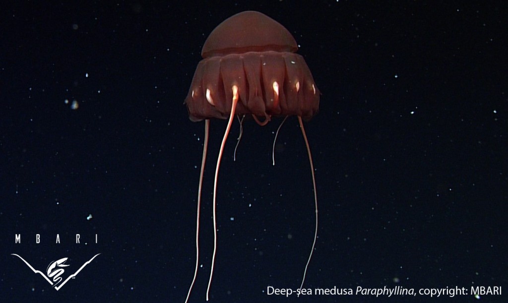 Представитель Семейства Paraphyllinidae